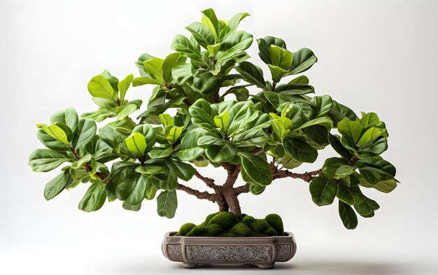 Fiddle Leaf Fig ou Terminalia catappa singapour Fond blanc