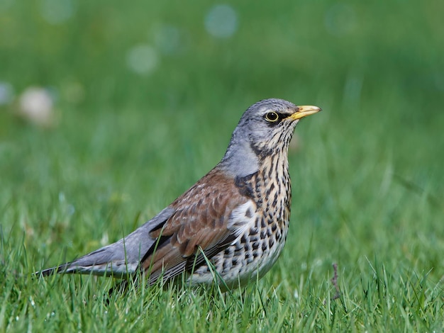 Fieldfare Turdus pilaris