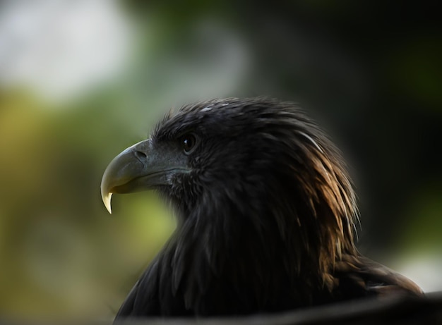 Fier beau cerf-volant est satisfait de lui-même après une chasse réussie