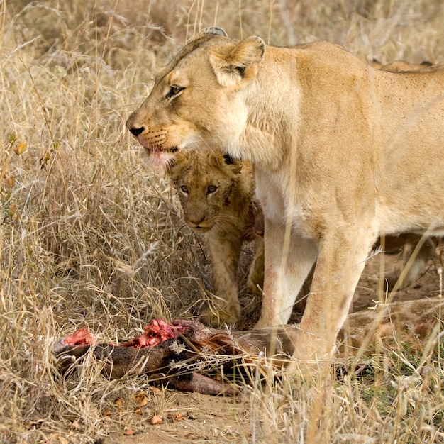 Fierté de lion mangeant une girafe