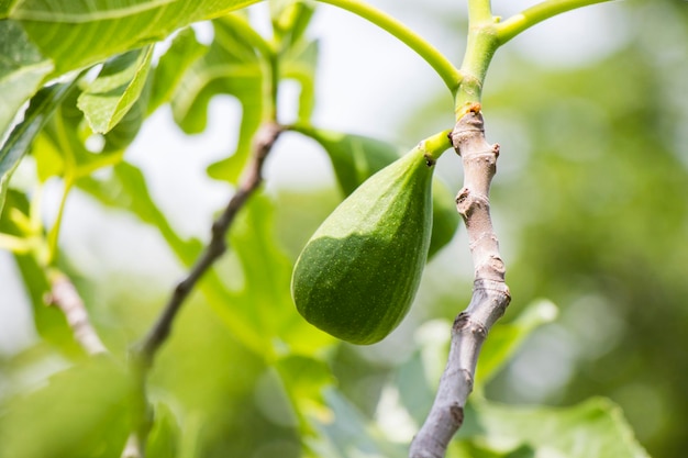 Figue sur l'arbre figuier