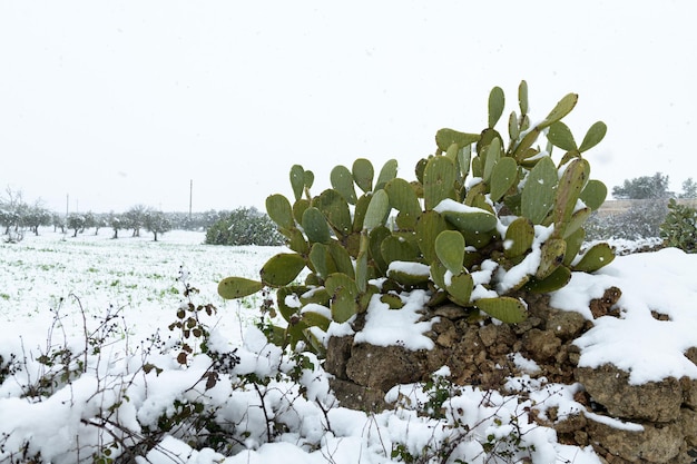 Une figue de Barbarie couverte de neige dans la campagne des Pouilles, Italie du sud. Beau paysage après une chute de neige exceptionnelle dans le Salento