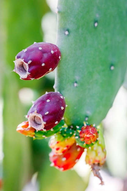 Photo figue de barbarie rouge ou fruit de cactus