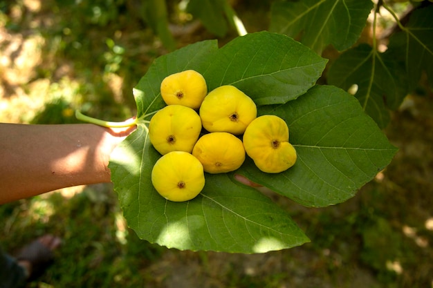 Figue de Samarcande très douce