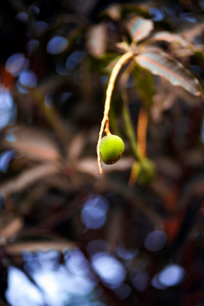 Une figue verte sur une branche avec le mot dessus