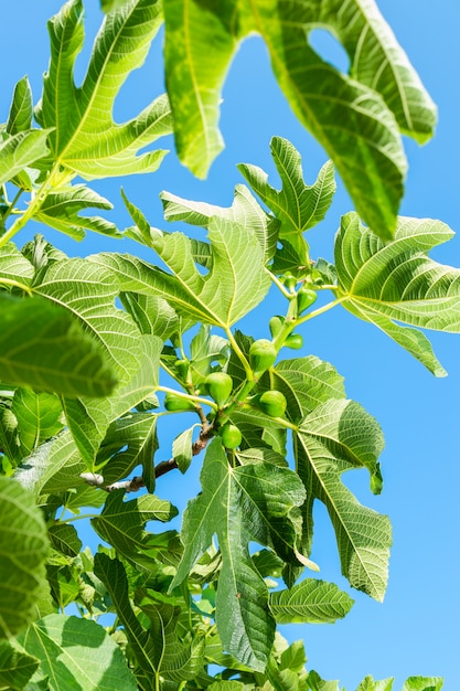 Figues sur l'arbre