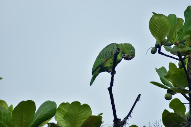 des figues sur un arbre