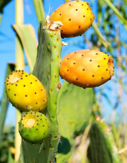 Figues De Barbarie Colorées Avec Des Roseaux En Arrière-plan