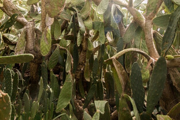 Figues de Barbarie (Opuntia ficus-indica) ou figues indiennes