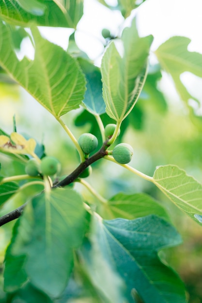 Figues crues vertes sur la branche d'un figuier