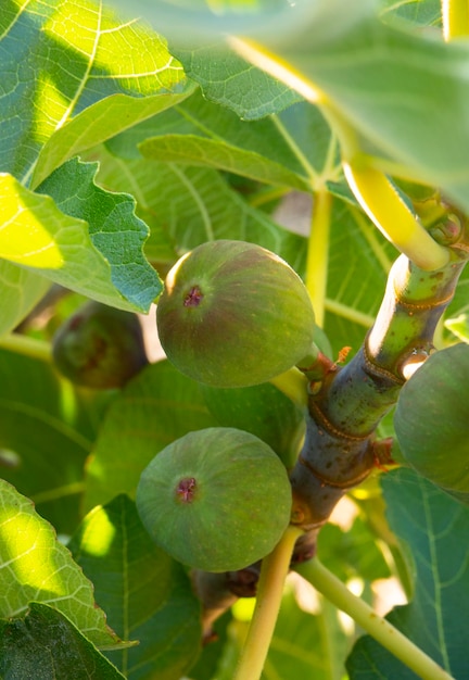 Figues Ficus carica sur l'arbre parmi les feuilles