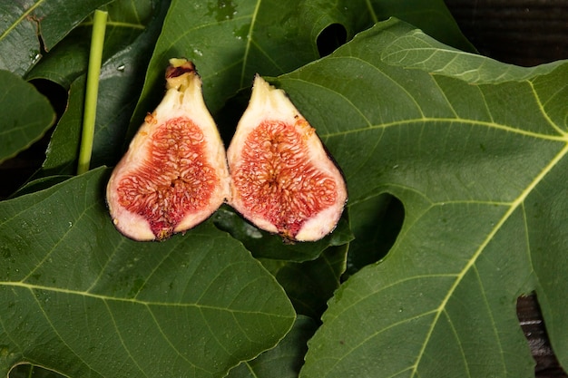 Figues juteuses bleues sur feuilles de figuier vertes.