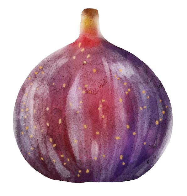 Figues juteuses mûres aquarelle dessinées à la main