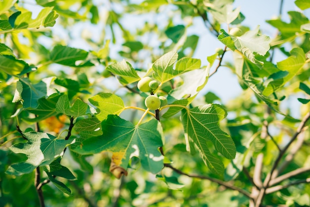 Figues mûres figuiers fruitiers verts