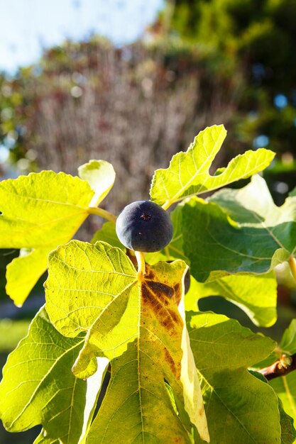 Les figues qui poussent sur l'arbre