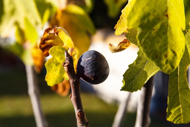 Photo les figues qui poussent sur l'arbre