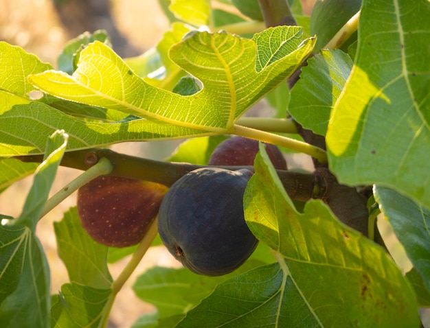 Les Figues Royales Mûres Ficus Carica Au Coucher Du Soleil En Grèce