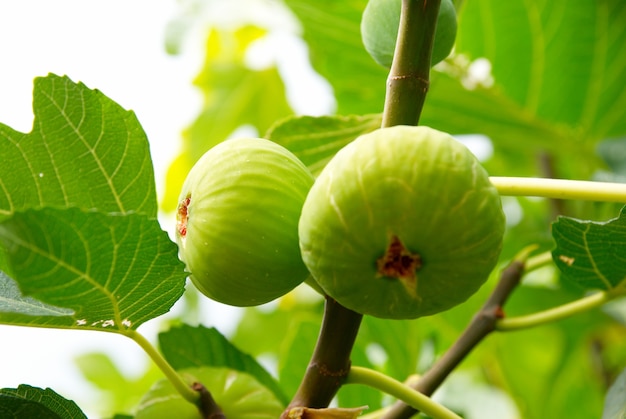 Figues vertes sur l'arbre.