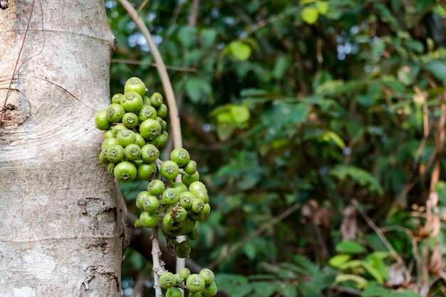 Figues vertes sur la branche d'un figuier