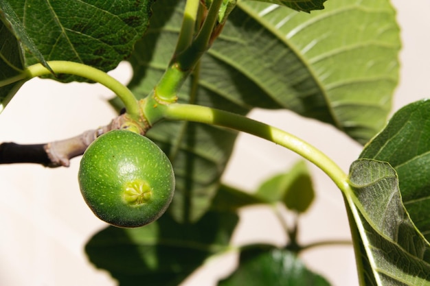 Figuier aux figues Détail Espace de copie Mise au point sélective