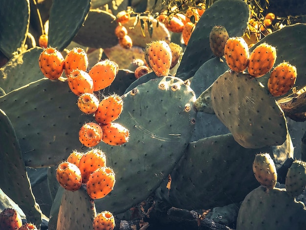 Le figuier de Barbarie Opuntia fleurs et fruits sur le fond de la mer Égée en Grèce