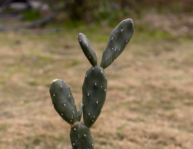 Figuier de barbarie Opuntia quimilo