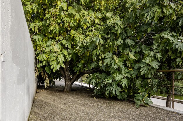 Un figuier à feuilles dans un parc à côté d'un mur