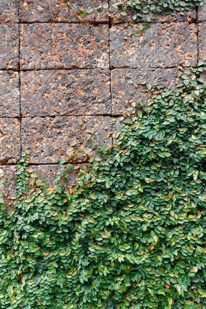 Photo le figuier rampant ou la vigne de figuier grimpante se glisse sur un mur de pierre rouge