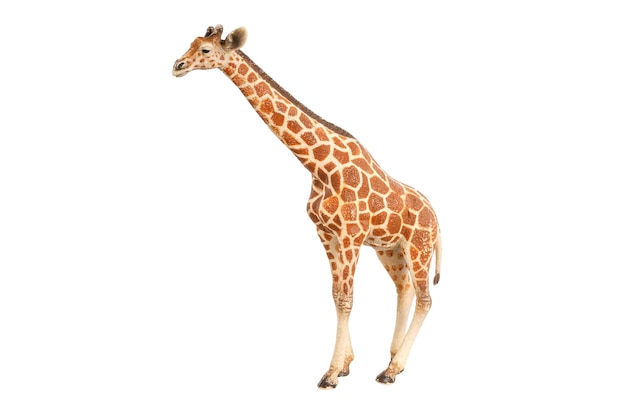 Figurine jouet girafe isolé sur fond blanc