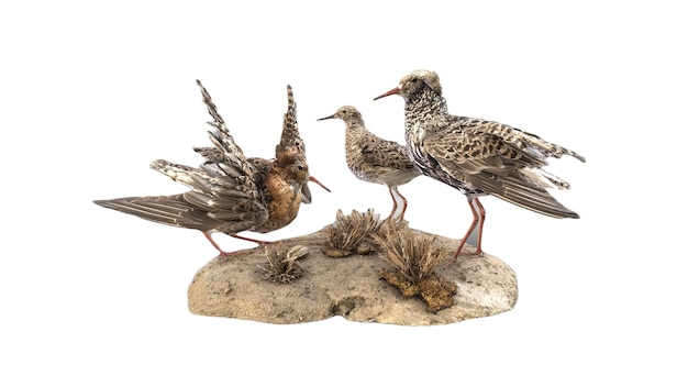 Une figurine d'oiseau d'un bécasseau avec un oiseau dessus