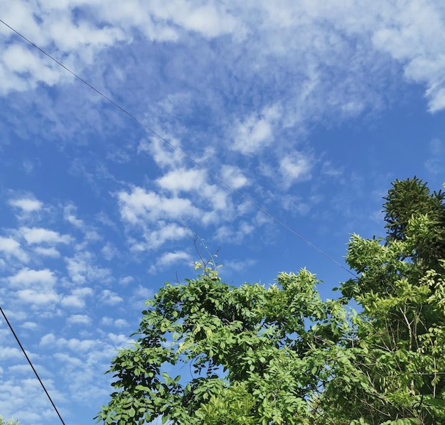 Un fil téléphonique est au-dessus d'un arbre et le ciel est bleu.