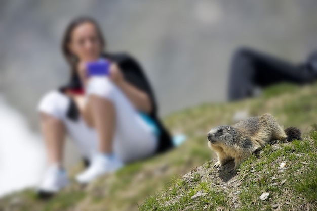 Fille après une marmotte marmotte