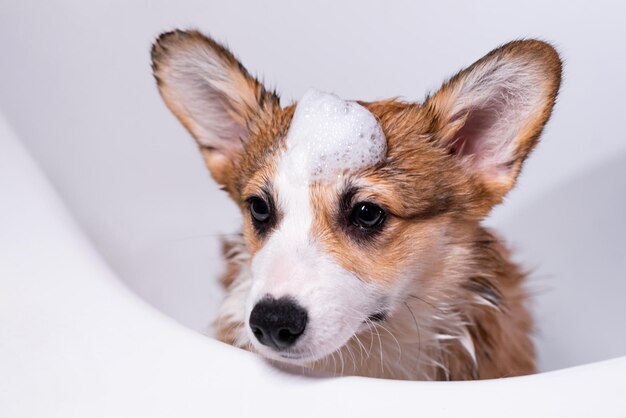 Photo une fille baigne un petit chiot pembroke welsh corgi dans la douche un chien drôle avec de la mousse sur la tête un petit chien heureux