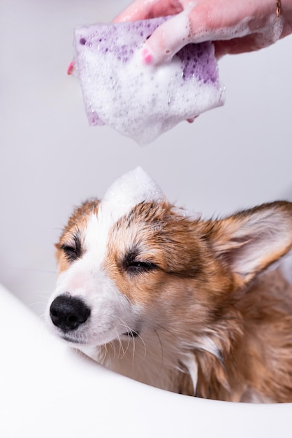 Une fille baigne un petit chiot Pembroke Welsh Corgi dans la douche Il ferme les yeux pendant que la fille s'applique de la mousse sur sa tête Petit chien heureux Concept de soins vie animale spectacle de santé race de chien