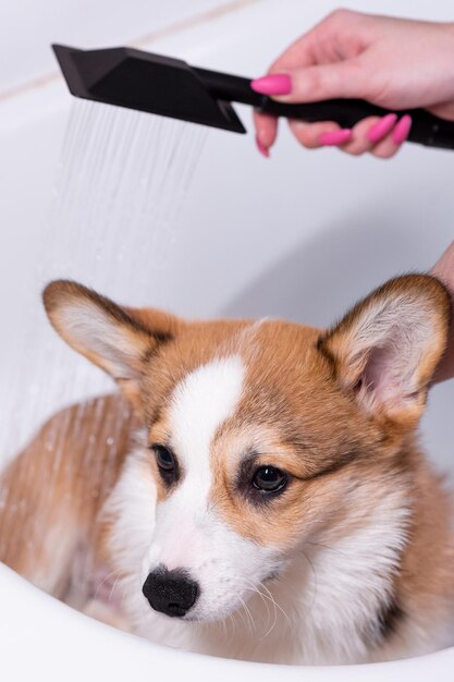 Photo une fille baigne un petit chiot pembroke welsh corgi dans la douche un mignon regard éloigné un petit chien heureux