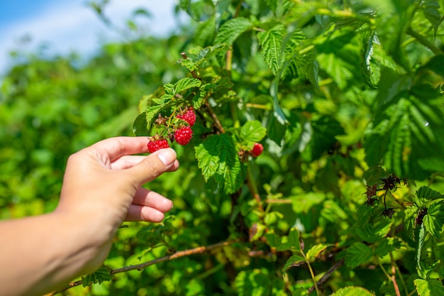 Fille sur une belle journée d'été ensoleillée cueille des framboises mûres rouges d'un buisson vert