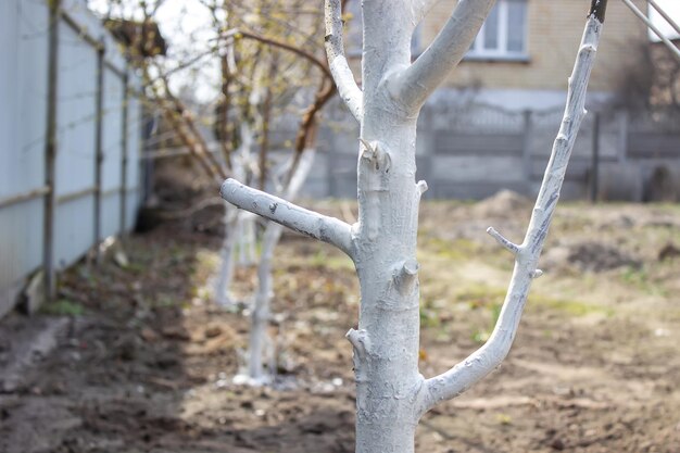 Fille blanchissant un tronc d'arbre dans un jardin de printemps Blanchiment des arbres de printemps protection contre les insectes et les ravageurs focus sélectif