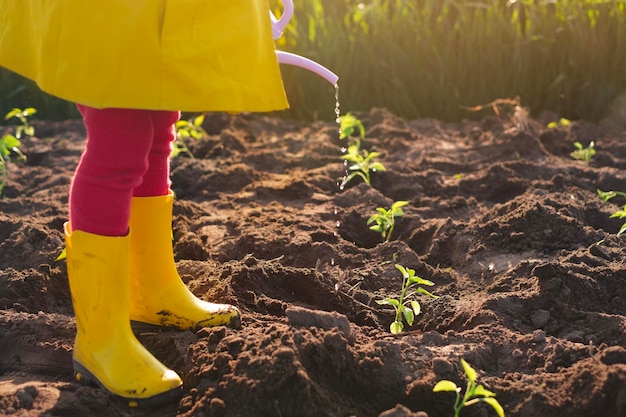 Une fille en bottes de pluie verse de l'eau d'un arrosoir planté de semis