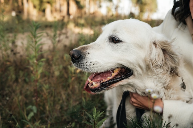 Fille brune avec chien golden retriever blanc sur le terrain