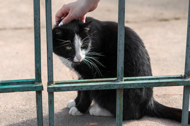 Fille caressant un chat noir et blanc. Chat moelleux dans le parc dans la rue