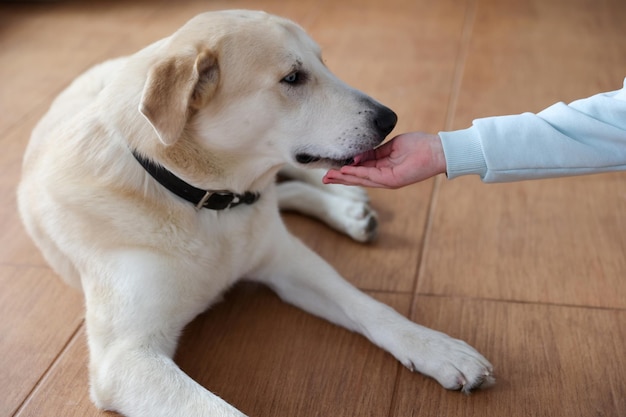 Une fille caresse un chien dans la chambre