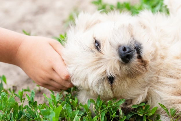 Fille caresser un petit chien