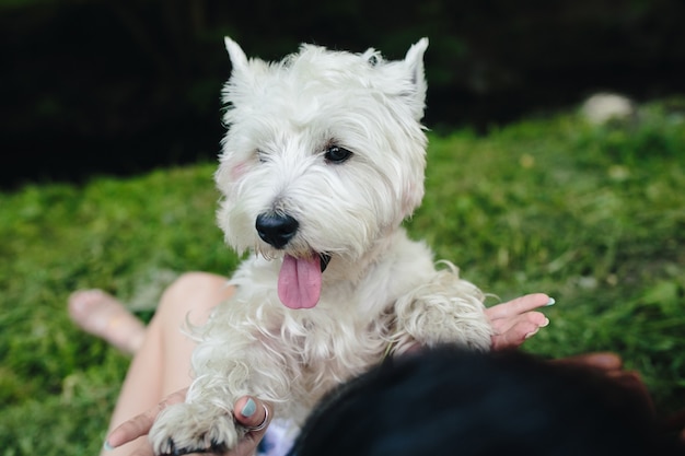 fille chien ensemble adolescent ami