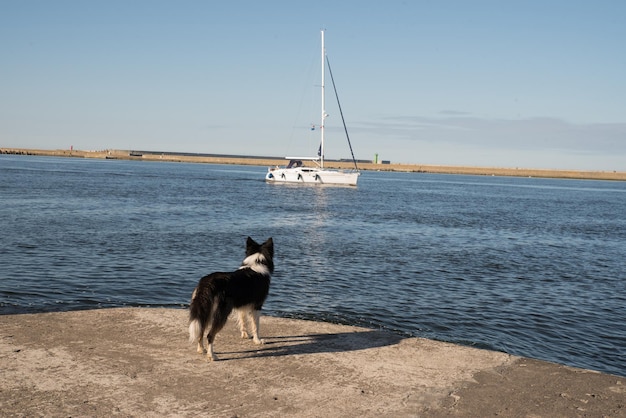 Une fille avec un chien sur le rivage regardant un voilier