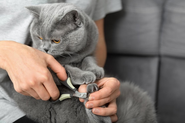 La fille coupe les griffes du chat à l'intérieur de la maison