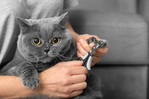 La fille coupe les griffes du chat à l'intérieur de la maison