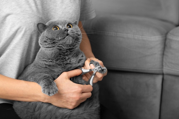 La fille coupe les griffes du chat à l'intérieur de la maison