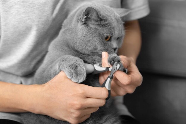 La fille coupe les griffes du chat à l'intérieur de la maison