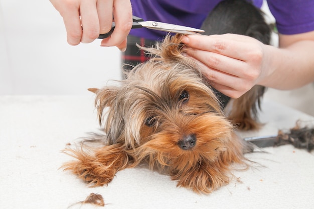 Une fille coupe un petit beau chien drôle