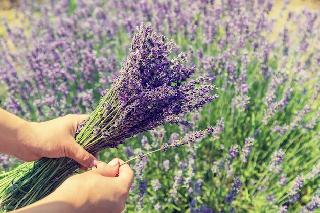 Fille dans un champ de fleurs de lavande.